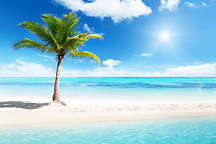 Obraz Palm beach zs1345